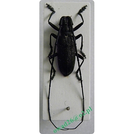 Monochamus sutor (Linnaeus, 1758) male Żerdzianka szewc